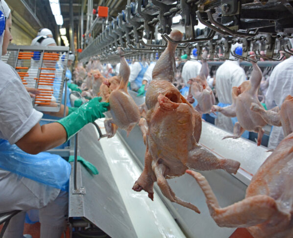 Frango de corte, avícola