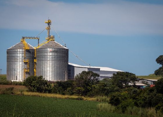 Cooperativas, silo para armazenagem, soja, conab