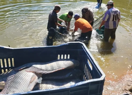 Durante os dois dias de feira, o público poderá encontrar uma variedade de espécies de água doce e de frutos do mar (Foto: Divulgação SEMMADESP)