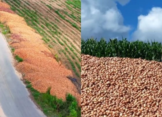 produtores cebola rodovia