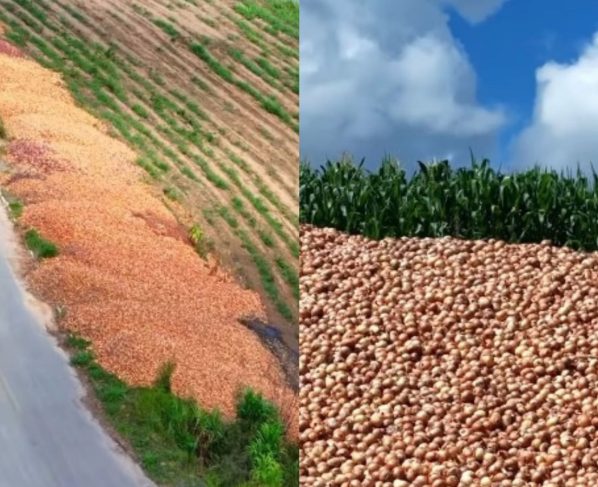 produtores cebola rodovia