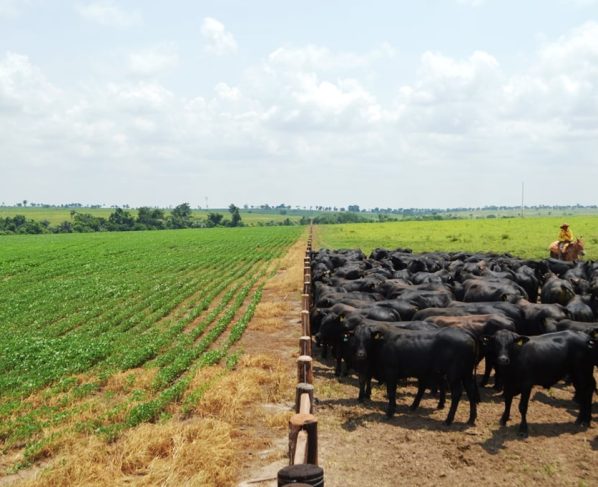 agropecuária