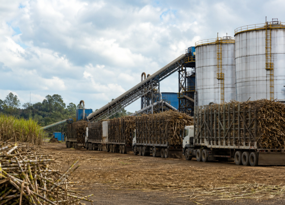 Moagem de cana cai 2,1% no Norte e Nordeste até março