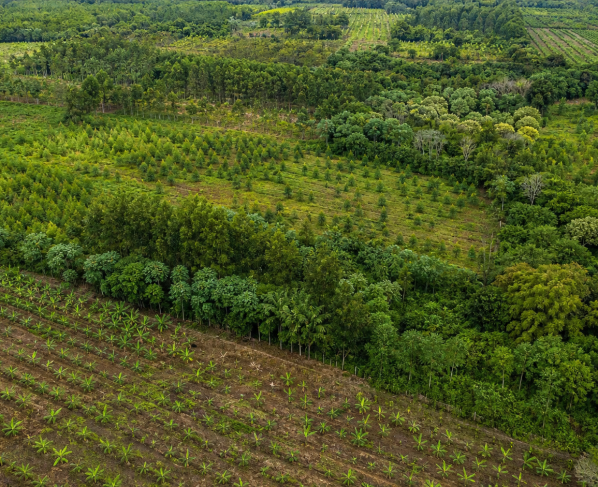 BNDES anuncia R$ 834 milhões do Fundo Clima para reflorestamento