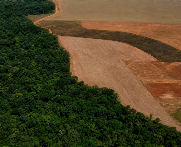 BNDES barra R$ 1,1 bilhão em crédito rural por indícios de desmatamento ilegal