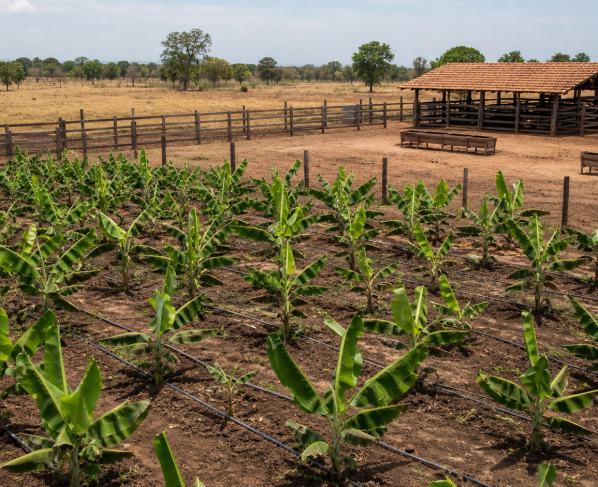 Confederação da Agricultura e Pecuária do Brasil levanta custos da pecuária de corte no Tocantins e da banana na Bahia