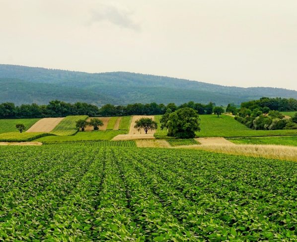 Agricultura