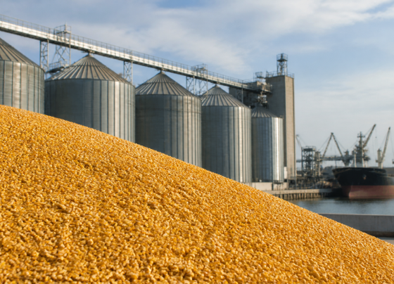 Vendas semanais de milho dos EUA somam 1,05 milhão de toneladas, informa USDA