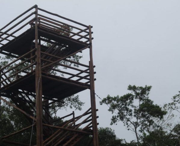 Torre de observação de aves representa avanço para conservação e turismo em Antonina 