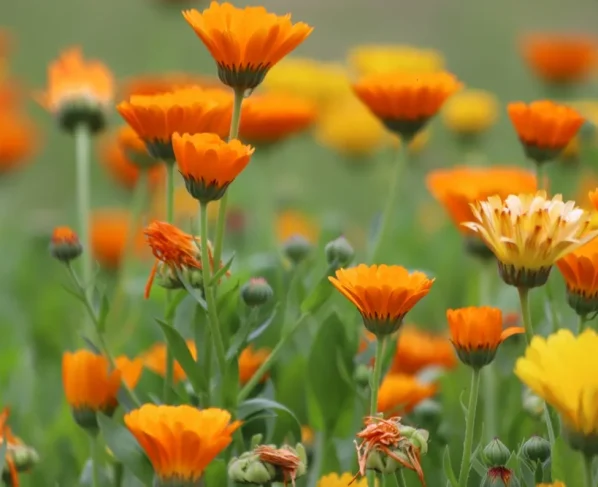 Bagaço de uva vira biofertilizante para o cultivo de flores comestíveis