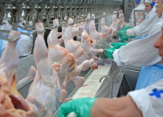 abate de frangos em frigorífico, aves, produtos avícolas