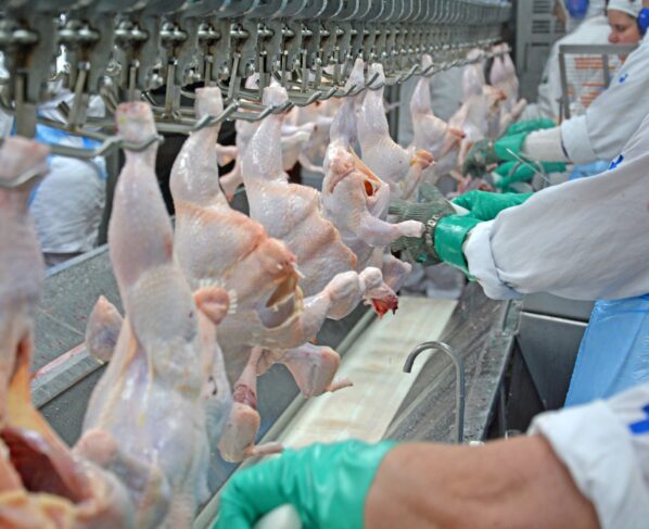abate de frangos em frigorífico, aves, produtos avícolas
