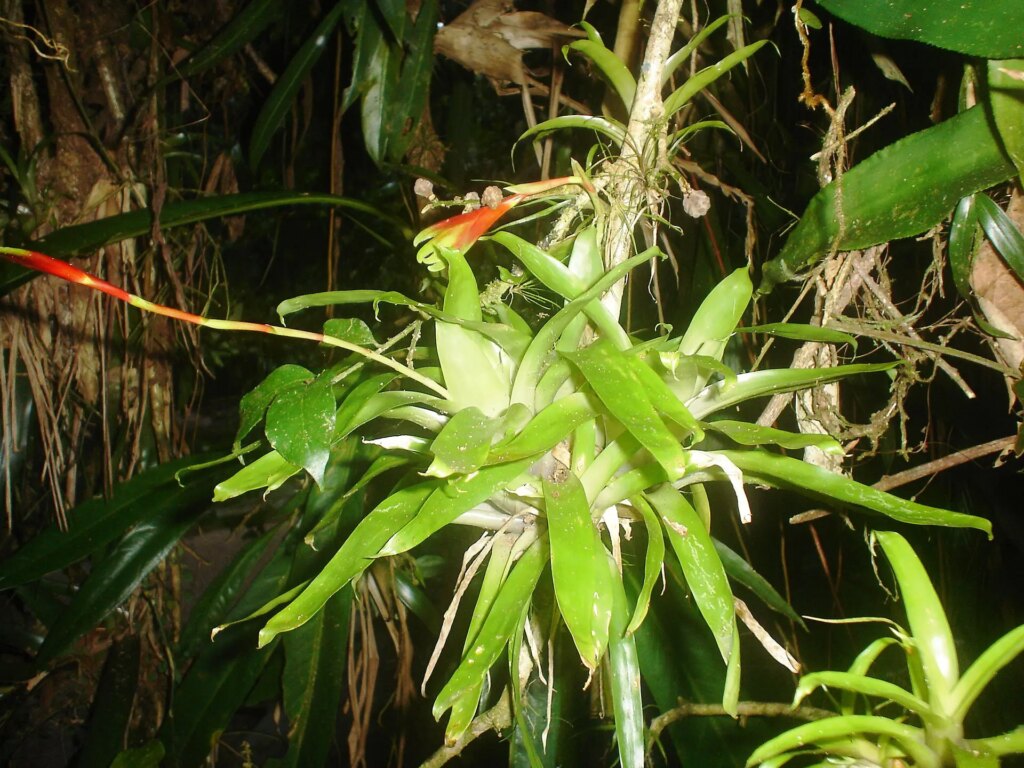 Abbondante flora aerea nella riserva del Sebui - Bromeliaceae