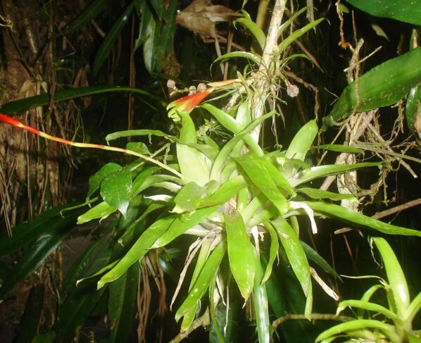 Abbondante flora aerea nella riserva del Sebui - Bromeliaceae